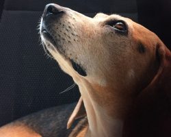 Dog Training Information Portal